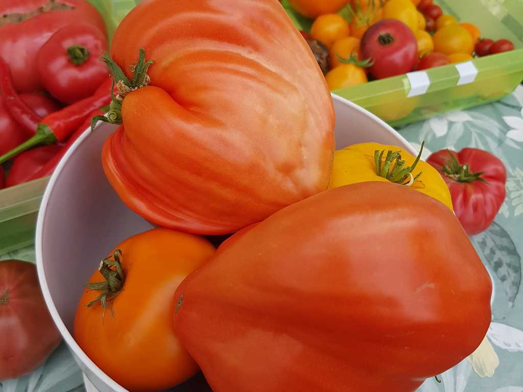 Cuore Antico di Acqui Terme